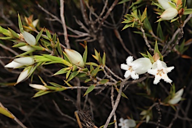 APII jpeg image of Astroloma xerophyllum  © contact APII