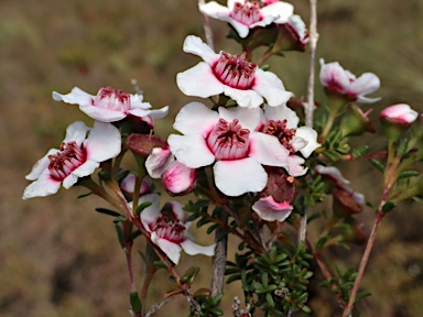 APII jpeg image of Babingtonia grandiflora  © contact APII