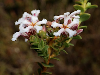 APII jpeg image of Leucopogon sprengelioides  © contact APII