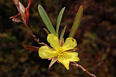 APII jpeg image of Hibbertia subvaginata  © contact APII