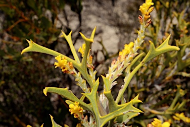 APII jpeg image of Synaphea spinulosa subsp. spinulosa  © contact APII