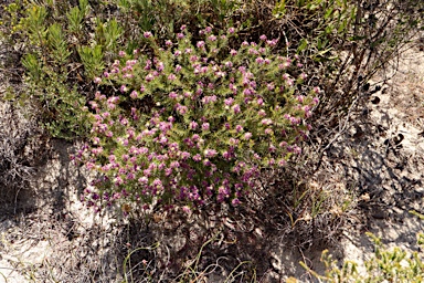 APII jpeg image of Calytrix depressa  © contact APII