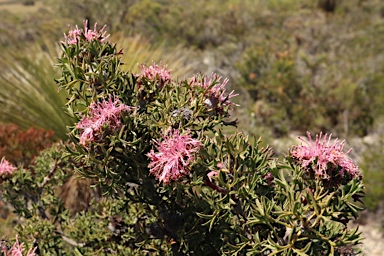 APII jpeg image of Isopogon dubius  © contact APII