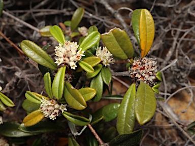 APII jpeg image of Stenanthemum reissekii  © contact APII