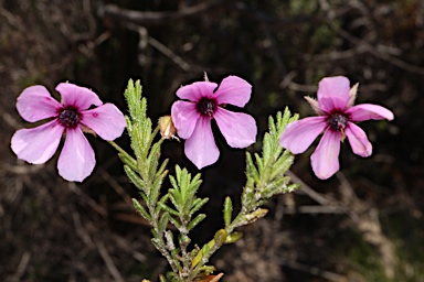 APII jpeg image of Tetratheca confertifolia  © contact APII