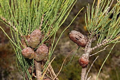 APII jpeg image of Allocasuarina humilis  © contact APII