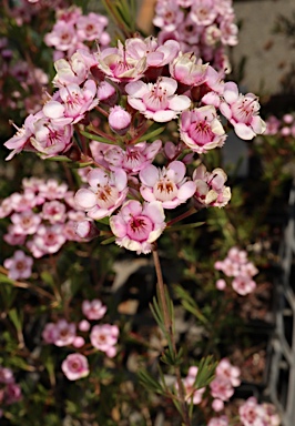 APII jpeg image of Chamelaucium 'Paddy's Pink'  © contact APII