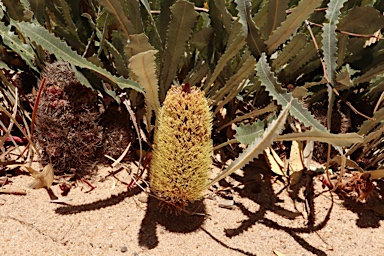 APII jpeg image of Banksia petiolaris  © contact APII