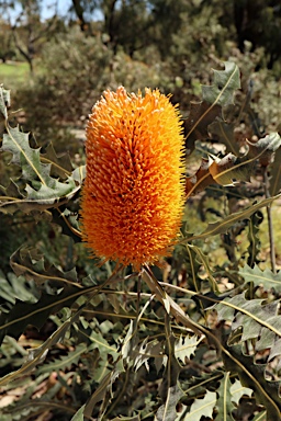 APII jpeg image of Banksia ashbyi  © contact APII