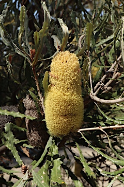 APII jpeg image of Banksia pilostylis  © contact APII