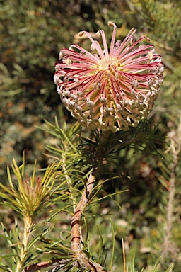 APII jpeg image of Banksia scabrella  © contact APII