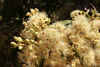 APII jpeg image of Corymbia opaca  © contact APII