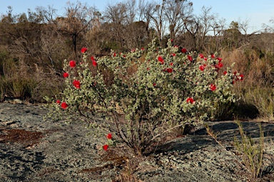 APII jpeg image of Kunzea pulchella  © contact APII