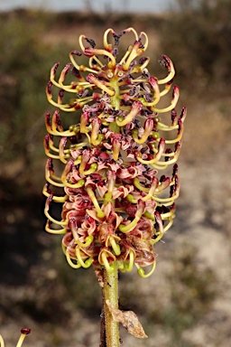 APII jpeg image of Grevillea eryngioides  © contact APII