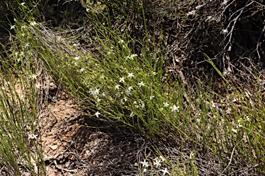 APII jpeg image of Orianthera tortuosa  © contact APII