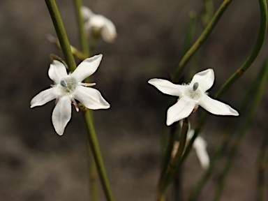 APII jpeg image of Orianthera tortuosa  © contact APII