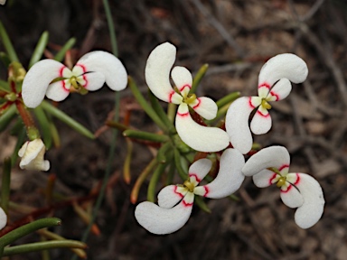 APII jpeg image of Stylidium involucratum  © contact APII