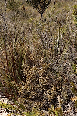 APII jpeg image of Leptomeria pauciflora  © contact APII