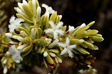 APII jpeg image of Leucopogon flavescens var. brevifolius  © contact APII