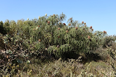 APII jpeg image of Banksia speciosa  © contact APII