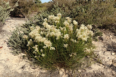 APII jpeg image of Conospermum teretifolium  © contact APII