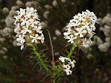 APII jpeg image of Sphenotoma dracophylloides  © contact APII