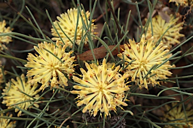 APII jpeg image of Petrophile longifolia  © contact APII