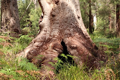 APII jpeg image of Eucalyptus jacksonii  © contact APII