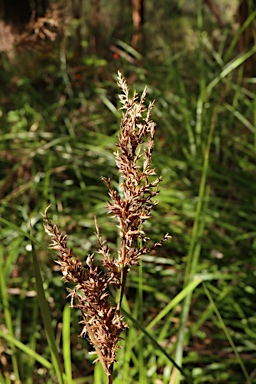 APII jpeg image of Lepidosperma effusum  © contact APII