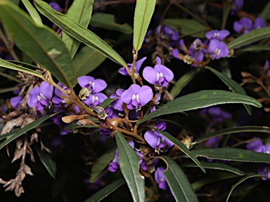 APII jpeg image of Hovea elliptica  © contact APII