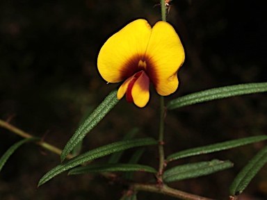 APII jpeg image of Bossiaea eriocarpa  © contact APII