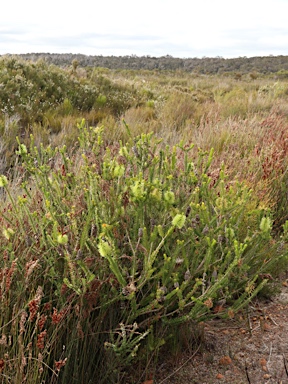 APII jpeg image of Melaleuca diosmifolia  © contact APII