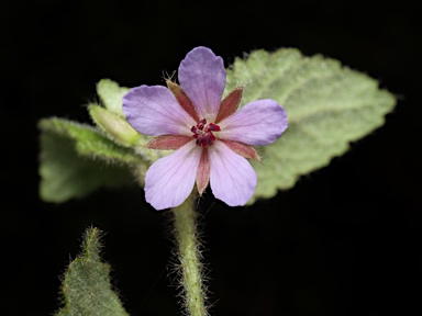 APII jpeg image of Tremandra stelligera  © contact APII