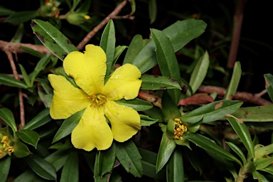 APII jpeg image of Hibbertia cuneiformis  © contact APII