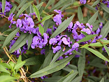 APII jpeg image of Hovea elliptica  © contact APII