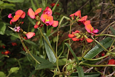 APII jpeg image of Kennedia coccinea subsp. coccinea  © contact APII