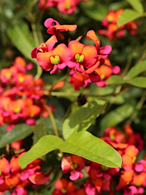 APII jpeg image of Kennedia coccinea subsp. coccinea  © contact APII