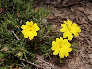 APII jpeg image of Hibbertia diamesogenos  © contact APII