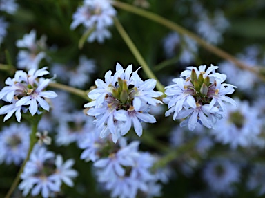 APII jpeg image of Scaevola thesioides  © contact APII