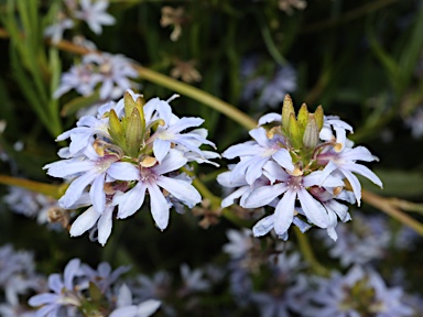 APII jpeg image of Scaevola thesioides  © contact APII