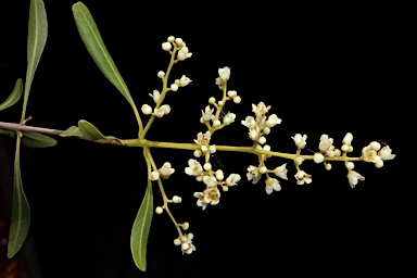 APII jpeg image of Flindersia maculosa  © contact APII