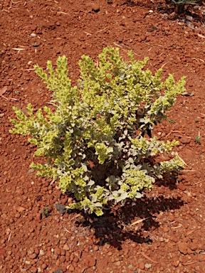 APII jpeg image of Eremophila forrestii  © contact APII