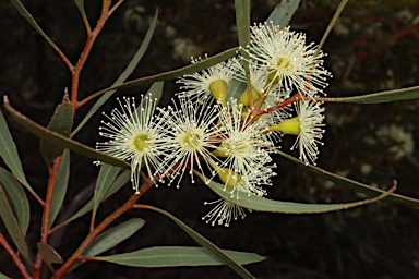 APII jpeg image of Eucalyptus captiosa  © contact APII