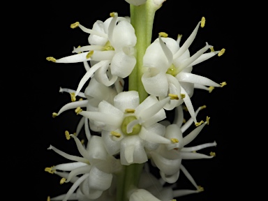 APII jpeg image of Cordyline obtecta  © contact APII