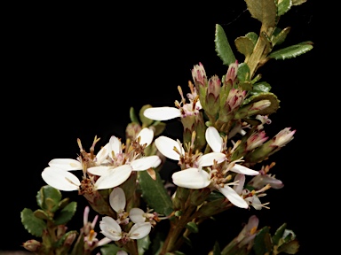 APII jpeg image of Olearia myrsinoides  © contact APII