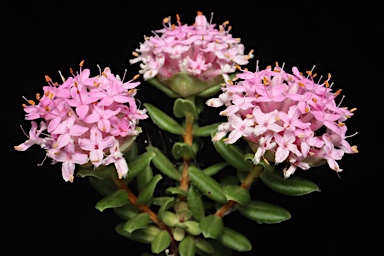 APII jpeg image of Pimelea ferruginea 'Bonne Petite'  © contact APII