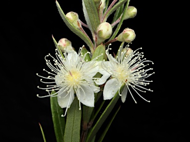 APII jpeg image of Austromyrtus tenuifolia  © contact APII