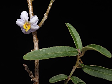 APII jpeg image of Solanum parvifolium subsp. parvifolium  © contact APII