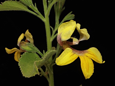 APII jpeg image of Goodenia grandiflora  © contact APII