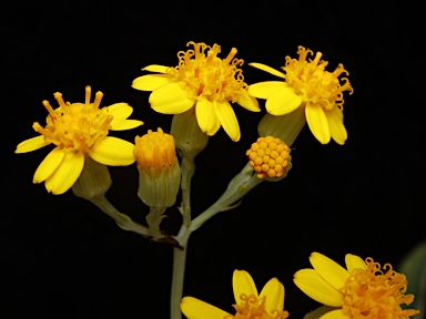 APII jpeg image of Senecio linearifolius var. dangarensis  © contact APII